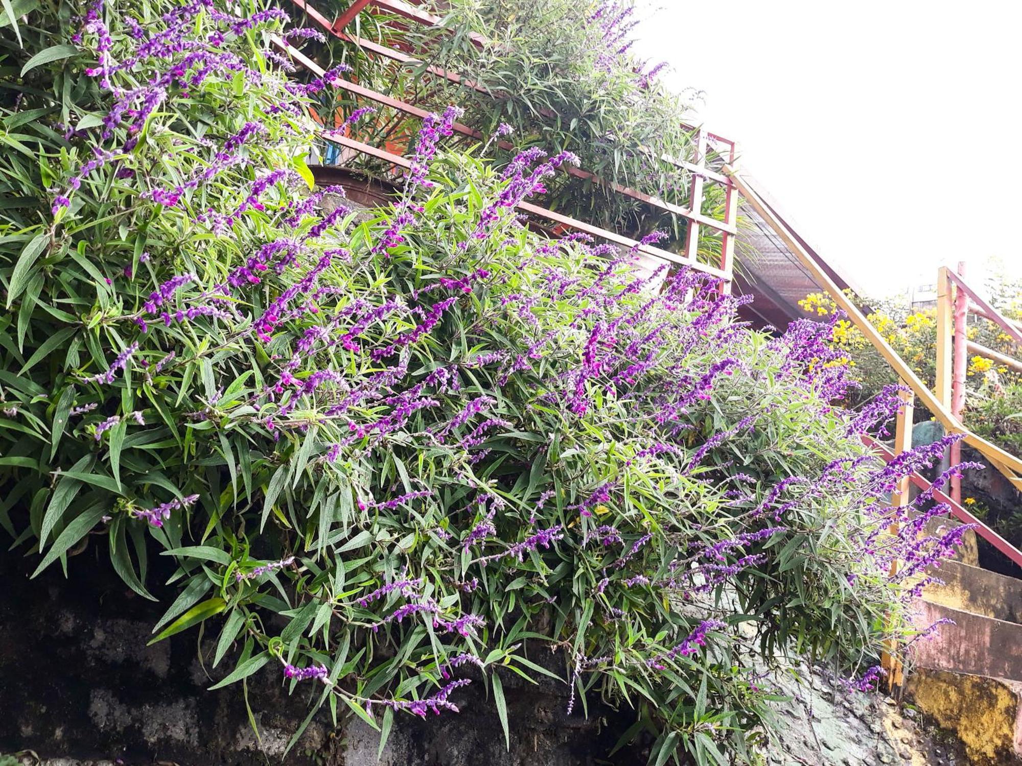 Sapa Tatu Homestay Exterior foto